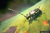 Asian Longhorned Beetle (Anoplophora glabripennis)