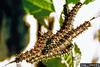 Mourning Cloak (Nymphalis antiopa) caterpillars