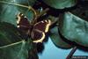 Mourning Cloak (Nymphalis antiopa)