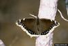 Mourning Cloak (Nymphalis antiopa)