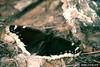 Mourning Cloak (Nymphalis antiopa)