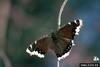 Mourning Cloak (Nymphalis antiopa)