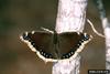 Mourning Cloak (Nymphalis antiopa)