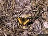 California Tortoiseshell (Nymphalis californica)