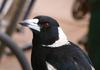 Australian magpie 1