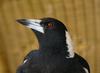 Australian magpie 2