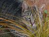 Rod in the grass