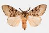 Gypsy Moth (Lymantria antennata)