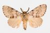 Gypsy Moth (Lymantria antennata)