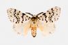 Gypsy Moth (Lymantria antennata)