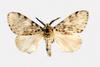 Gypsy Moth (Lymantria antennata)