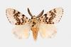 Gypsy Moth (Lymantria antennata)