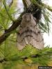 Gypsy Moth (Lymantria dispar)