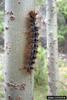 Gypsy Moth (Lymantria dispar)  caterpillars