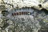 Gypsy Moth (Lymantria dispar)  caterpillars