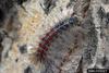 Gypsy Moth (Lymantria dispar)  caterpillars