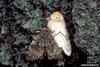 Gypsy Moth (Lymantria dispar)