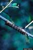 Gypsy Moth (Lymantria dispar) caterpillar