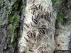 Gypsy Moth (Lymantria dispar)  eggs