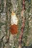 Gypsy Moth (Lymantria dispar)