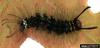 Rosy Gypsy Moth (Lymantria mathura)  caterpillar