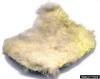 Rosy Gypsy Moth (Lymantria mathura)  eggs