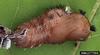 Rosy Gypsy Moth (Lymantria mathura)  pupa