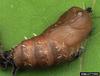 Rosy Gypsy Moth (Lymantria mathura)  pupa