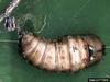 Rosy Gypsy Moth (Lymantria mathura)  pupa