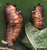 Rosy Gypsy Moth (Lymantria mathura)  pupae