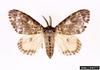 Rosy Gypsy Moth (Lymantria mathura)