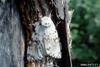 Rosy Gypsy Moth (Lymantria mathura)