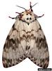 Rosy Gypsy Moth (Lymantria mathura)