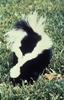 Striped Skunk (Mephitis mephitis)