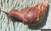 Giant West African Snail (Archachatina marginata)