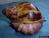 Giant West African Snail (Archachatina marginata)