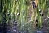 Marsh Periwinkle (Littorina littorina)