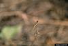 Red-veined Darter (Sympetrum fonscolombei)