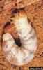 European Stag Beetle (Lucanus cervus) larva
