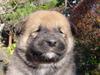 old puppy?