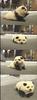 panda dog