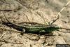 Sand Lizard (Lacerta agilis)