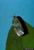 Large Aspen Tortrix (Choristoneura conflictana)