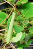 Large Aspen Tortrix (Choristoneura conflictana)