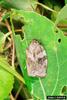 Large Aspen Tortrix (Choristoneura conflictana)