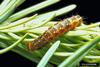 Spruce Budworm (Choristoneura fumiferana)