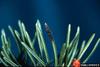 Spruce Budworm (Choristoneura fumiferana)