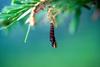 European Fir Budworm (Choristoneura murinana)