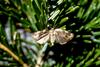 European Fir Budworm (Choristoneura murinana)