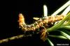 Western Spruce Budworm (Choristoneura occidentalis)